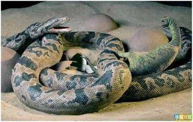 蛇是两栖生物吗 m_2721442_201512110953576665.jpg