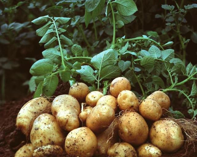 早熟马铃薯种子多少钱一斤