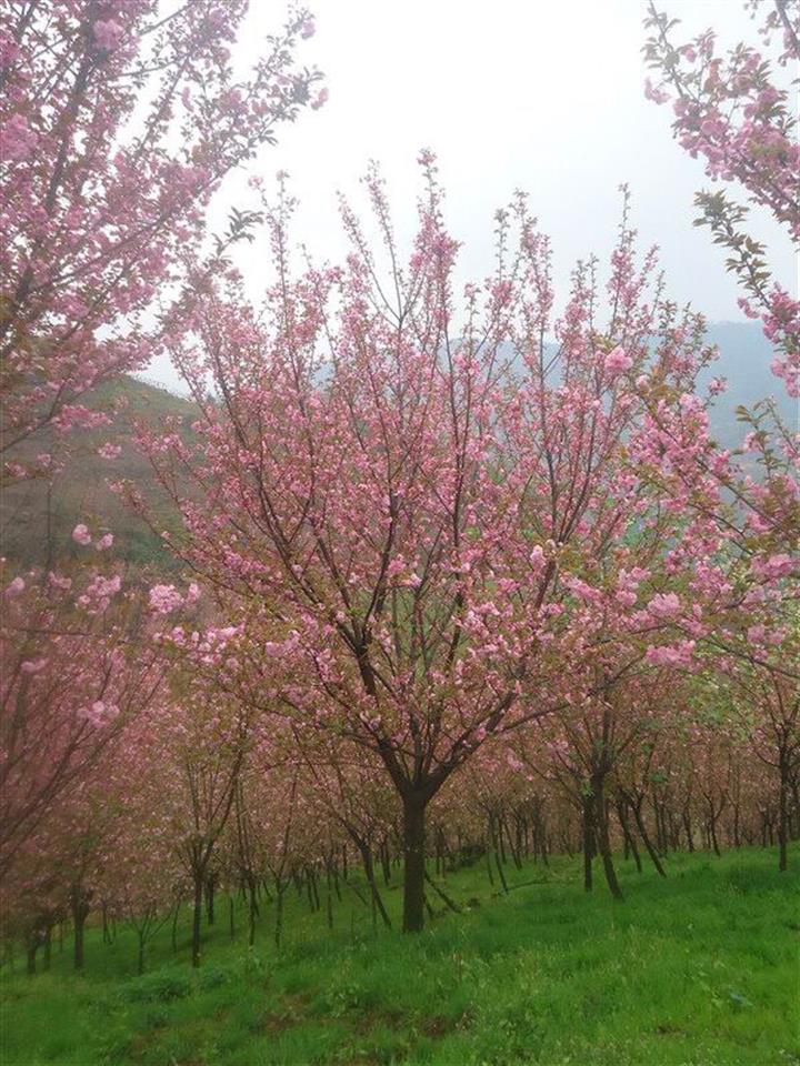 山东泰安最大樱花基地图片